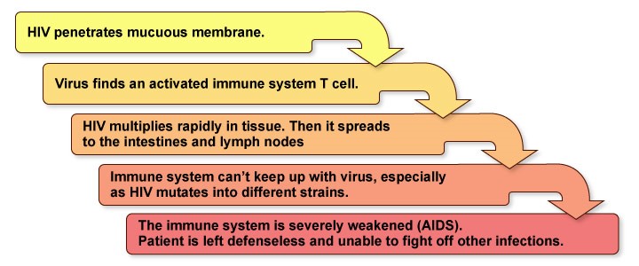 Figure V.2: HIV Turns into AIDS